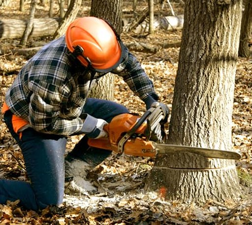 Tree Removal in Eastville, VA